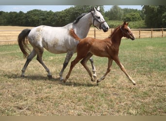 Holstein, Mare, Foal (04/2026), Chestnut-Red