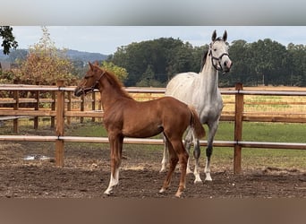 Holstein, Mare, Foal (04/2026), Chestnut-Red