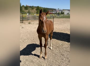 Holstein, Mare, Foal (05/2026), Chestnut-Red