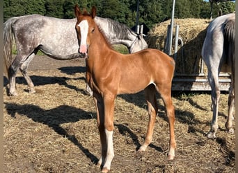 Holstein, Mare, Foal (07/2025), Chestnut-Red