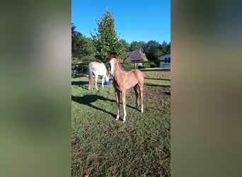 Holstein, Mare, Foal (07/2025), Chestnut-Red