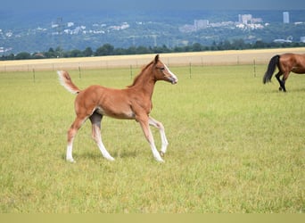Holstein, Mare, Foal (06/2025), Chestnut-Red