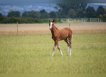 Holstein, Mare, Foal (06/2025), Chestnut-Red