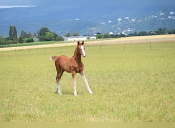 Holstein, Mare, Foal (06/2025), Chestnut-Red