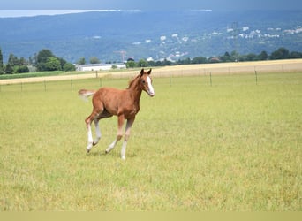 Holstein, Mare, Foal (06/2025), Chestnut-Red