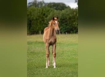 Holstein, Mare, Foal (04/2026), Chestnut-Red