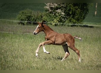 Holstein, Mare, Foal (04/2025), Chestnut