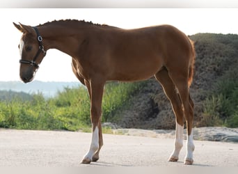 Holstein, Mare, Foal (04/2025), Chestnut