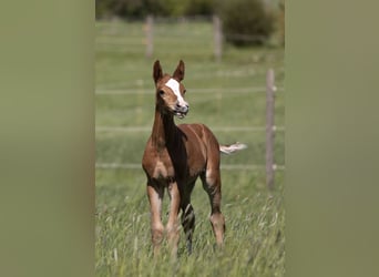 Holstein, Mare, Foal (04/2025), Chestnut