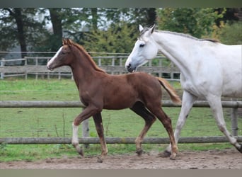 Holstein, Mare, Foal (07/2025), Chestnut