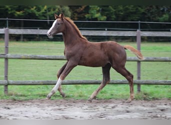Holstein, Mare, Foal (07/2025), Chestnut