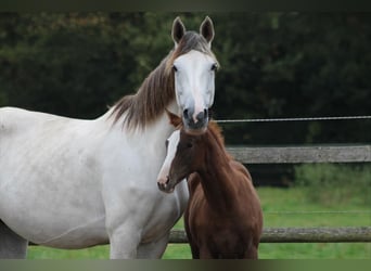 Holstein, Mare, Foal (07/2025), Chestnut