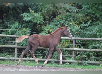 Holstein, Mare, Foal (07/2025), Chestnut