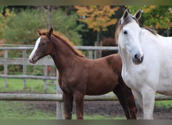 Holstein, Mare, Foal (07/2025), Chestnut