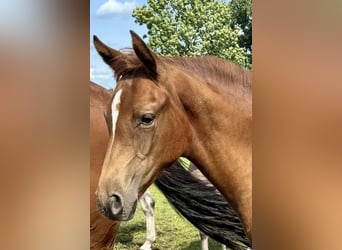 Holstein, Mare, Foal (04/2024), Chestnut