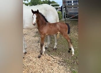 Holstein, Mare, Foal (06/2025), Gray-Dapple