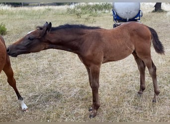 Holstein, Mare, Foal (05/2026), Grey