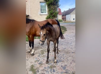 Holstein, Mare, Foal (05/2026), Grey