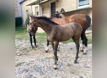 Holstein, Mare, Foal (05/2026), Grey