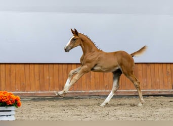 Holstein, Mare, Foal (05/2025)