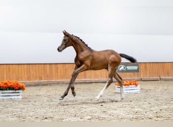 Holstein, Mare, Foal (05/2025)