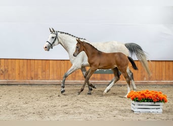 Holstein, Mare, Foal (05/2025)