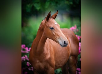 Holstein, Mare, Foal (03/2025)
