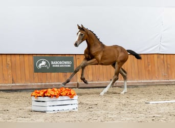 Holstein, Mare, Foal (05/2025)