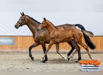 Holstein, Mare, Foal (03/2025)