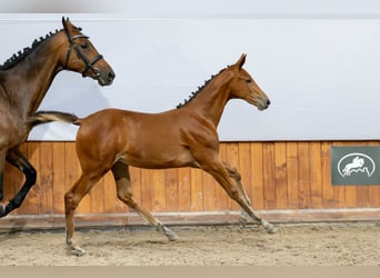 Holstein, Mare, Foal (03/2025)