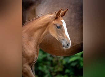 Holstein, Mare, Foal (05/2025)