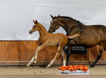 Holstein, Mare, Foal (05/2025)