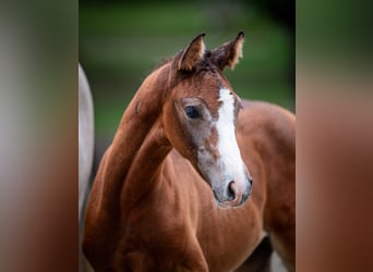 Holstein, Mare, Foal (05/2025)