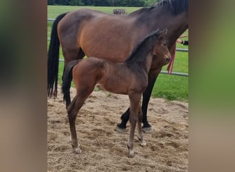Holstein, Mare, Foal (05/2025)