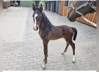 Holstein, Mare, Foal (05/2025)