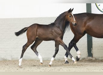 Holstein, Mare, Foal (04/2025)