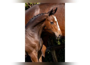 Holstein, Mare, Foal (04/2025)