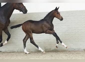 Holstein, Mare, Foal (04/2025)