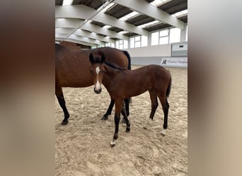 Holstein, Mare, Foal (04/2024)