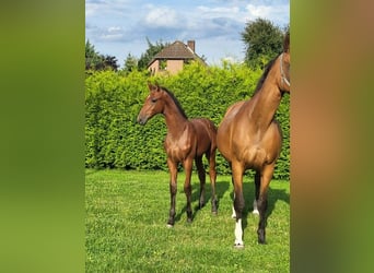 Holstein, Mare, Foal (04/2025)