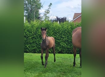 Holstein, Mare, Foal (05/2025)