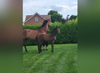 Holstein, Mare, Foal (05/2025)