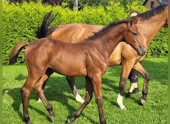 Holstein, Mare, Foal (04/2025)