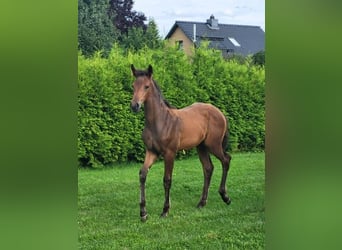 Holstein, Mare, Foal (05/2025)