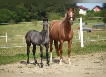 Holstein, Mare, Foal (01/2024)