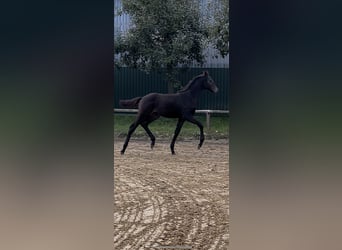 Holstein, Mare, Foal (07/2025), Smoky-Black