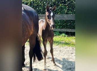 Holstein, Mare, Foal (01/2026), Smoky-Black