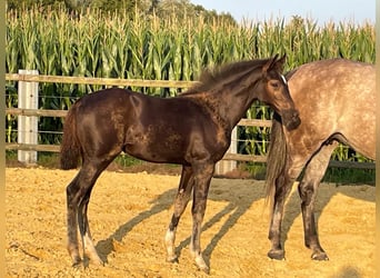 Holstein, Mare, Foal (05/2025), Smoky-Black