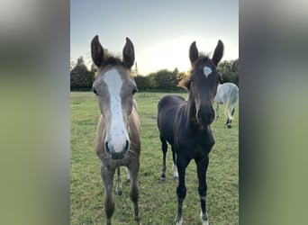 Holstein, Mare, Foal (05/2025), Smoky-Black