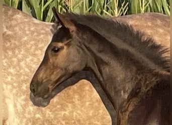 Holstein, Mare, Foal (05/2025), Smoky-Black
